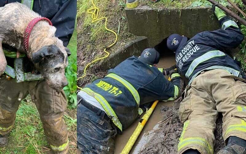 Спасатели сумели вызволить собаку, застрявшую в трубе ливневой канализации