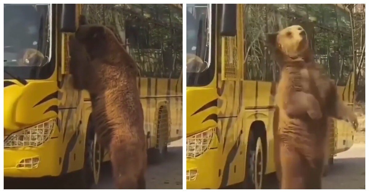 "Командир, открой дверь": медведь пытался зайти в автобус
