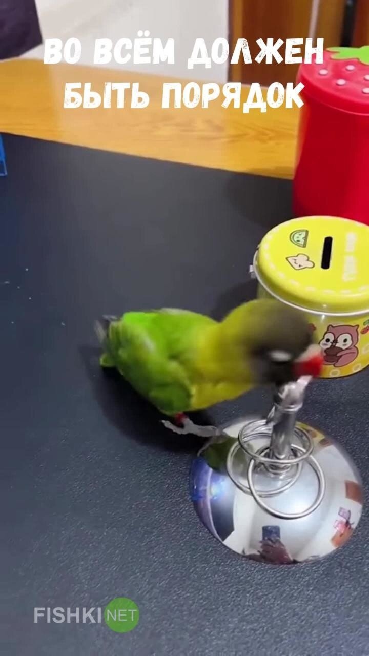 Смышлёный попугай решил заняться уборкой