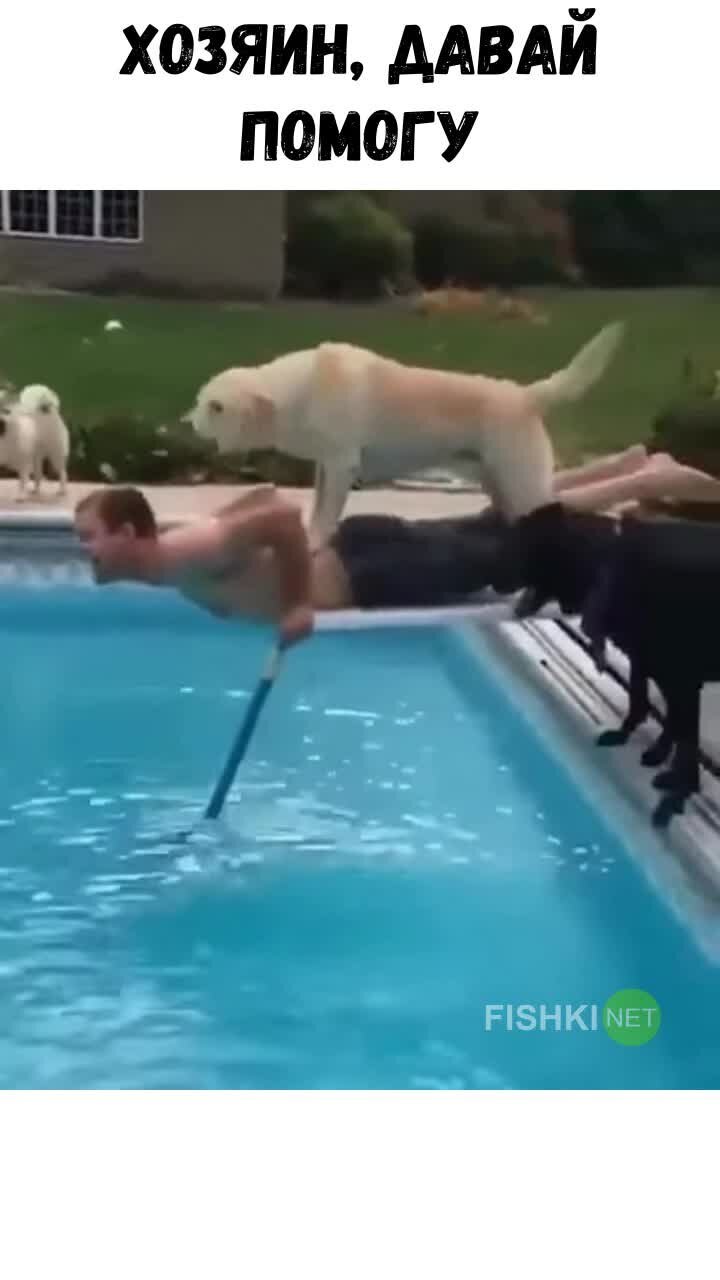 Неудачная попытка пса помочь хозяину