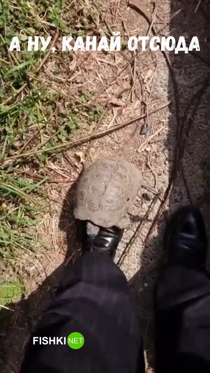 Черепаха пытается прогнать человека
