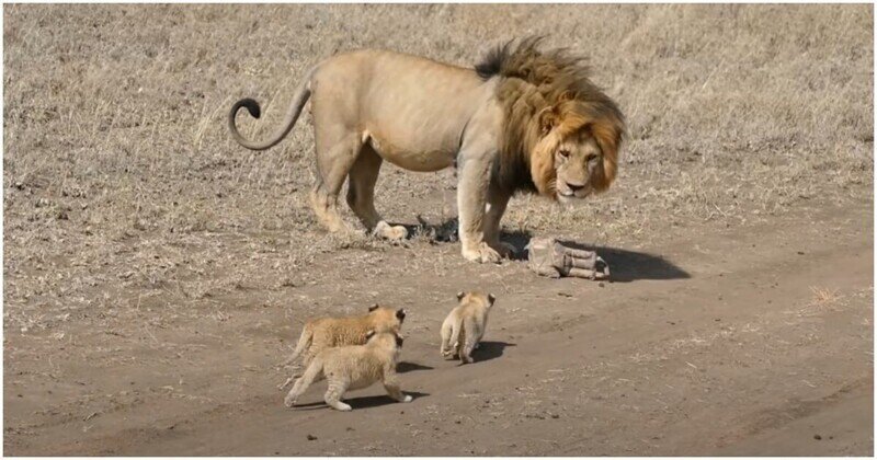 Лев убегает от жаждущих внимания львят