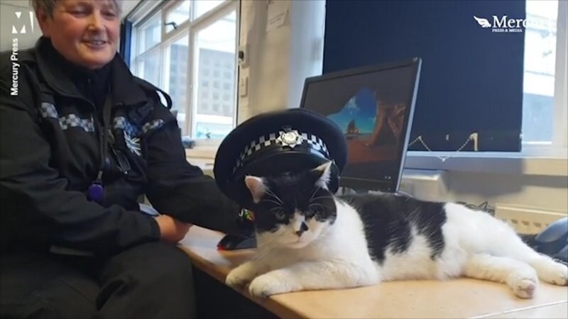 Кот, оставшийся без дома, получил приют и работу в полицейском участке