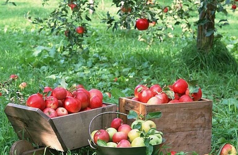 Посадка яблони в Подмосковье весной: полезные рекомендации