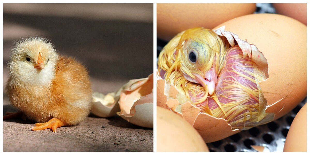 Почему птенцы, развиваясь в яйце, не только не гибнут от нехватки кислорода, но и превосходно себя чувствуют?