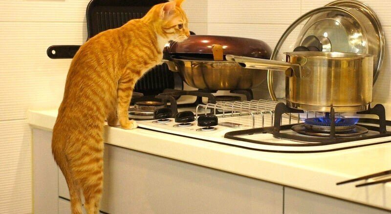 Способы использования котов в хозяйстве