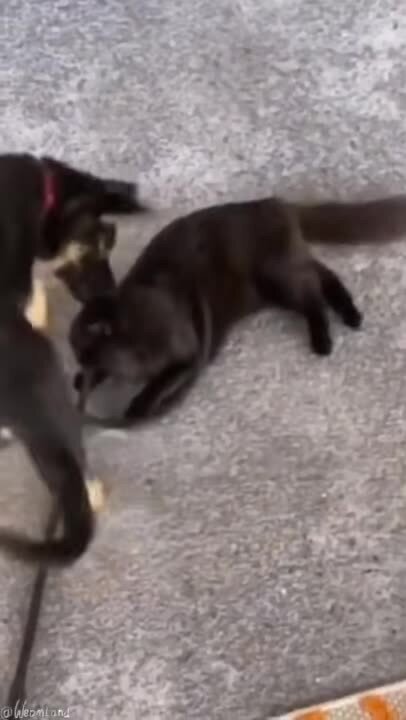 Полиграф Полиграфович