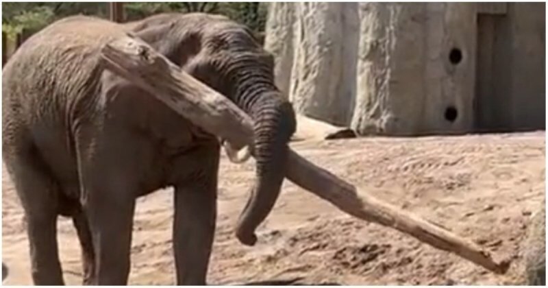 Слон, познавший равновесие