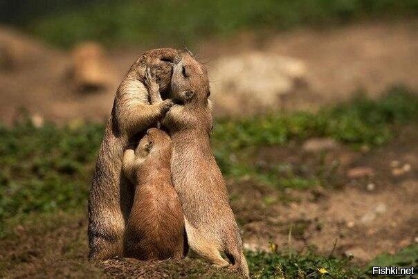 Как родная меня мать провожала,