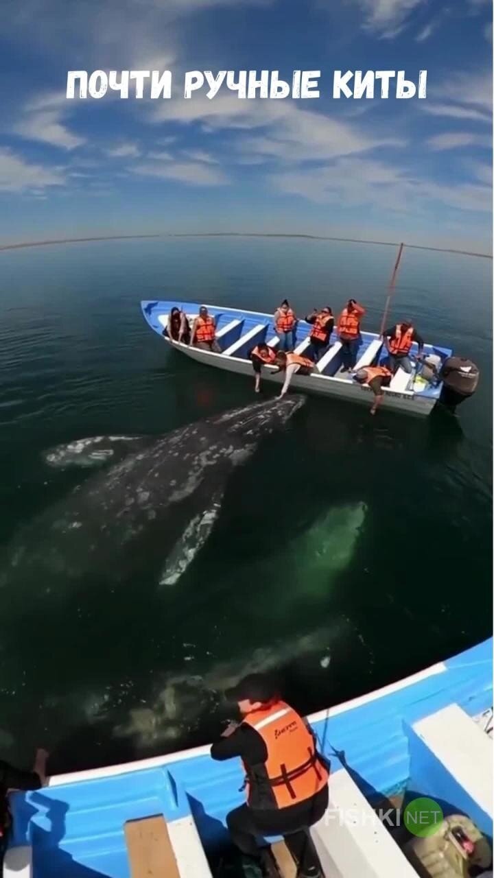Почти ручные серые киты