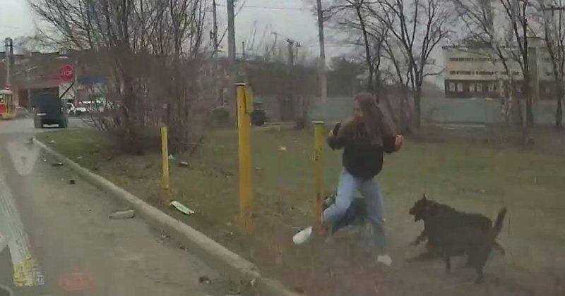 Они просто хотели поиграть: в Барнауле автомобилист спас девушку от стаи собак
