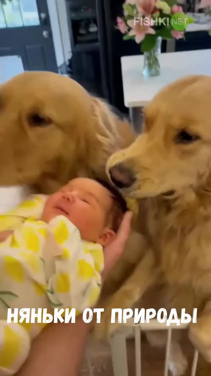 Собаки приветствуют нового члена семьи