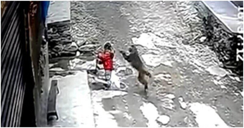 В Китае обезьяна неожиданно напала на трёхлетнюю девочку