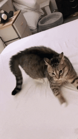 Как заправить постель, если рядом кот