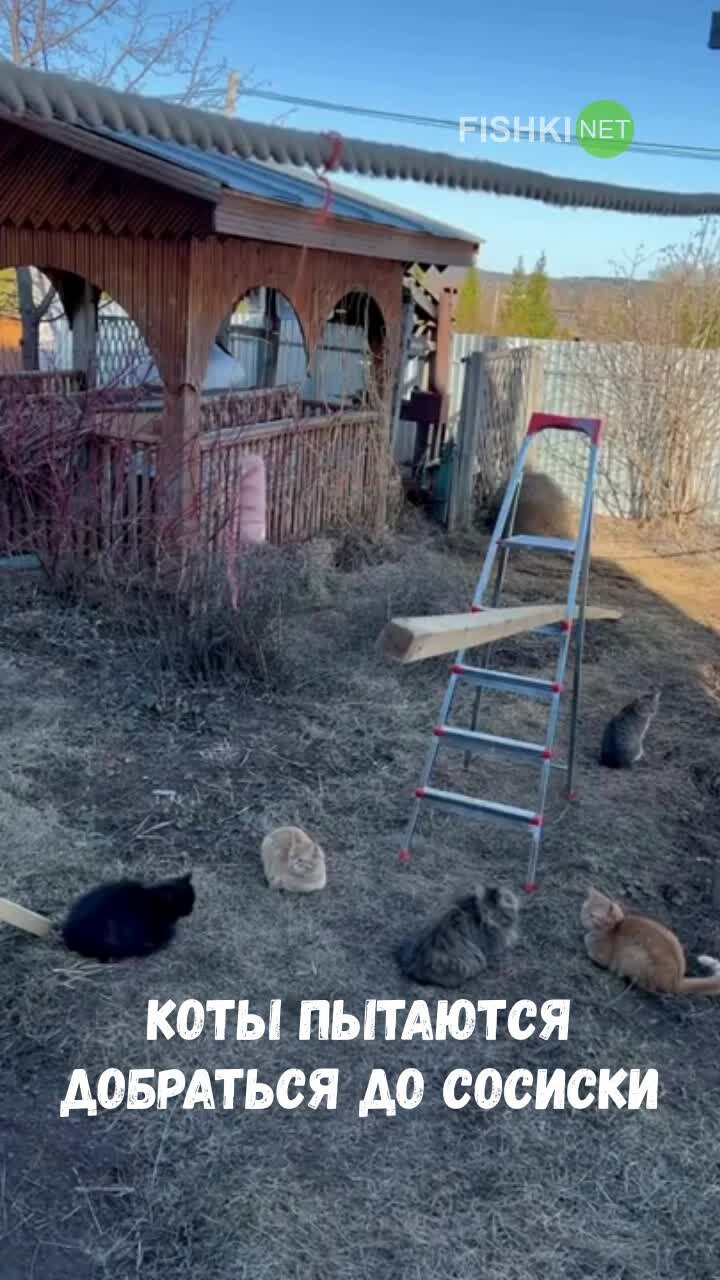 Коты пытаются добраться до сосиски