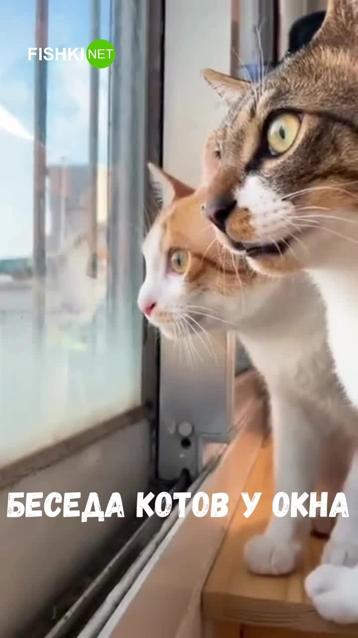 Светские беседы котов