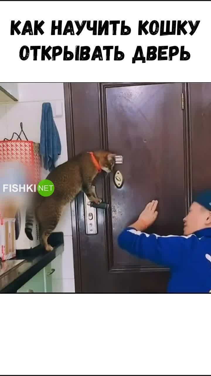 Учим кошку открывать дверь