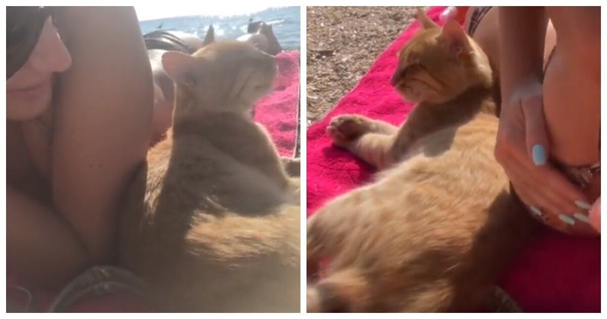 Рыжий кот подкатил к девушке на пляже
