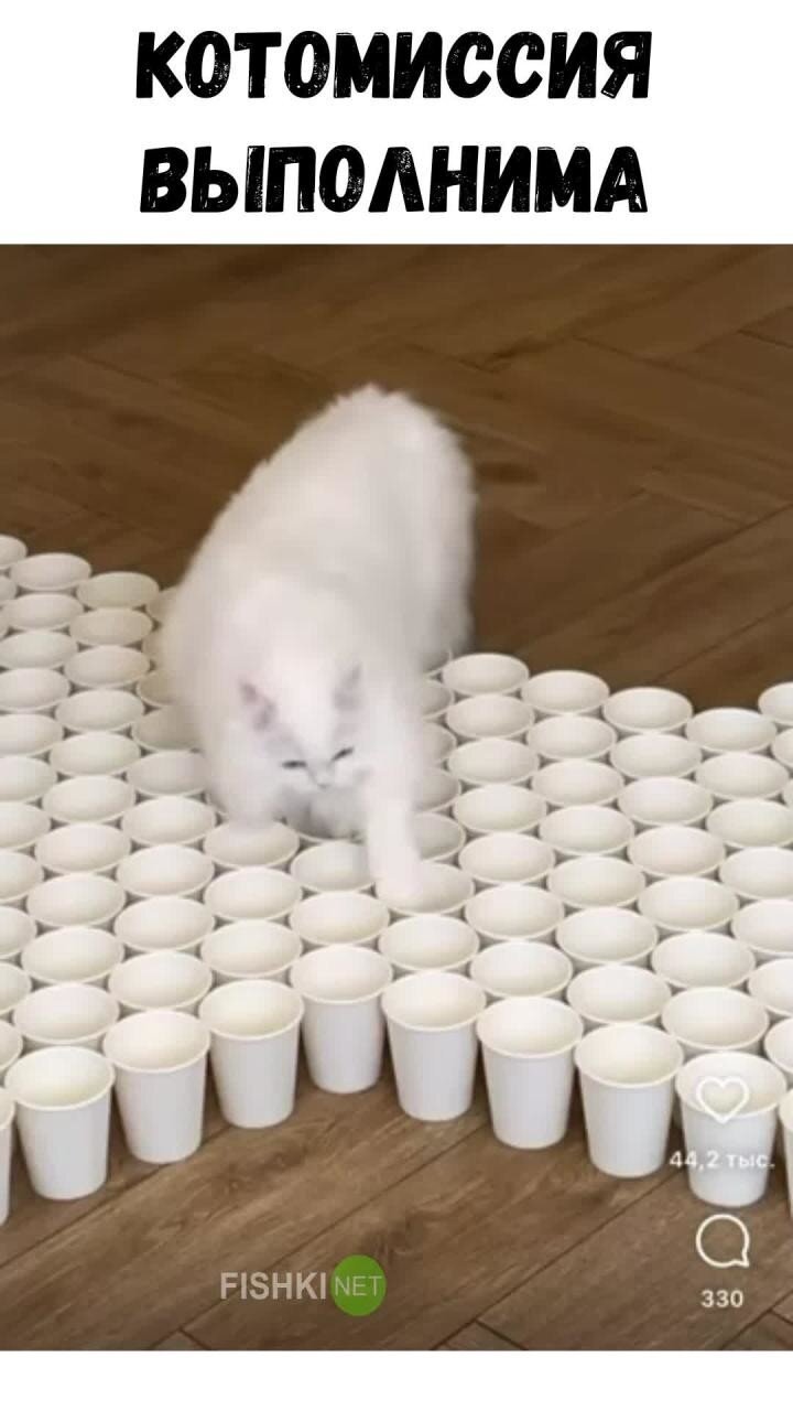 Белый кот и полоса препятствий из стаканчиков