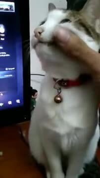Что он увидел
