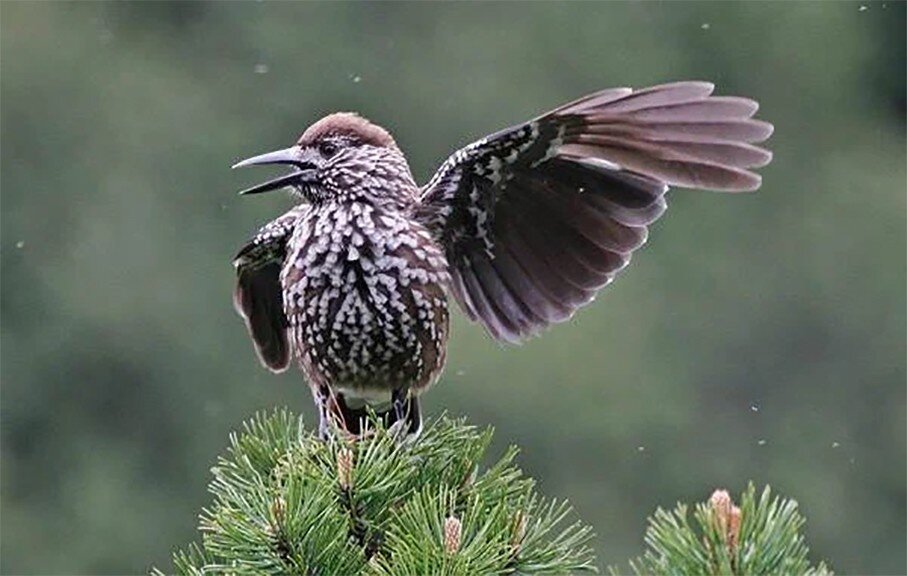 Кедровка: Шишки, шишки, шишки! Эта птица знает о них всё и приносит огромную пользу хвойным лесам