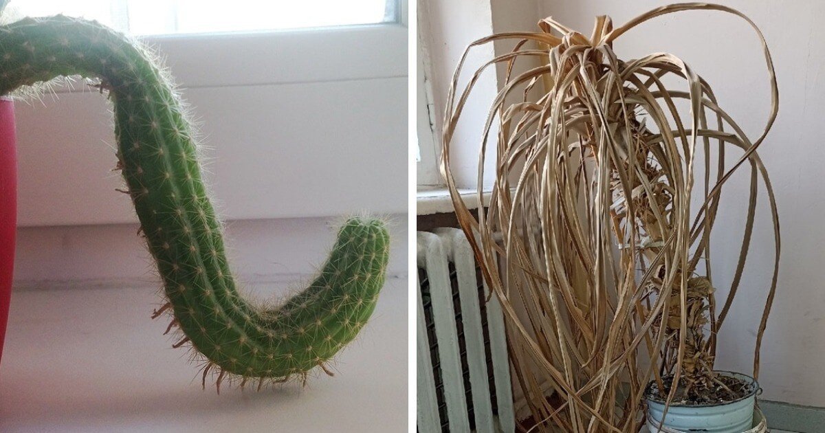 Пользователи сети делятся фото страшненьких растений