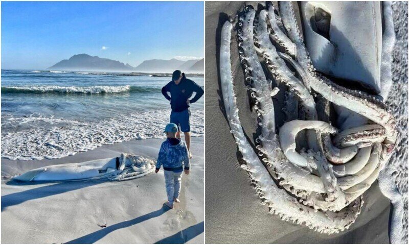 Жители ЮАР заметили на берегу огромного кальмара