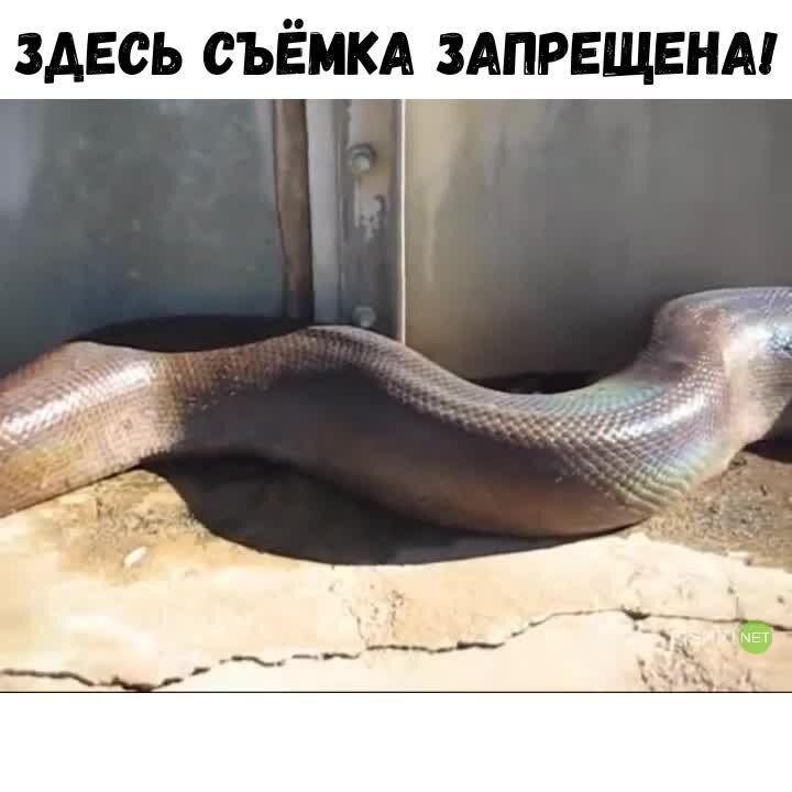 Камеру вырубай: змея, которая не любит папарацци