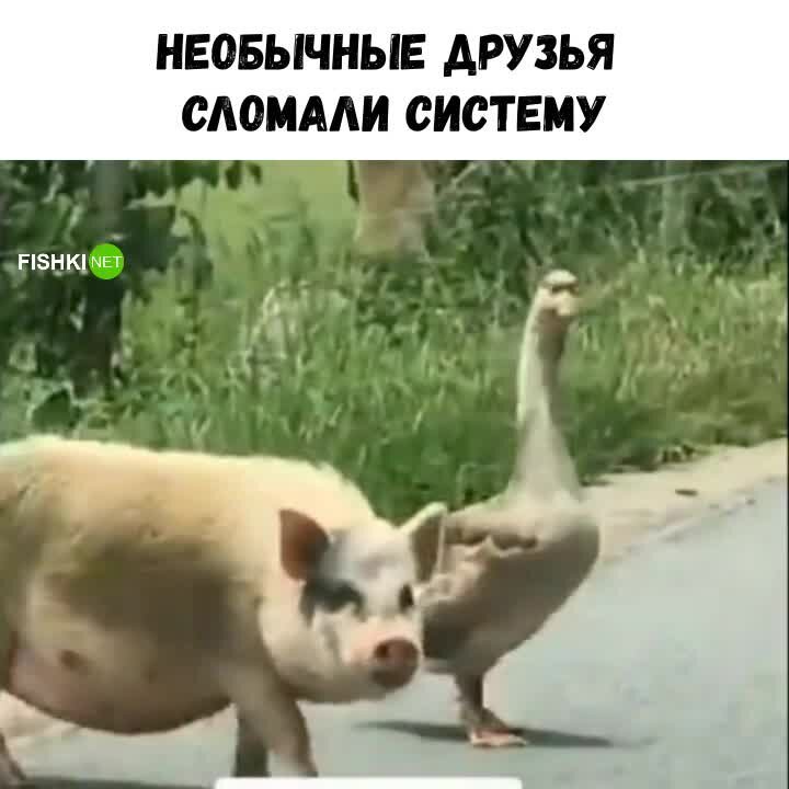 Гусь свинье не товарищ фото