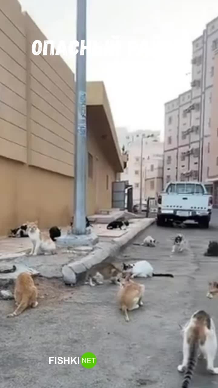  Сходка кошачьей банды
