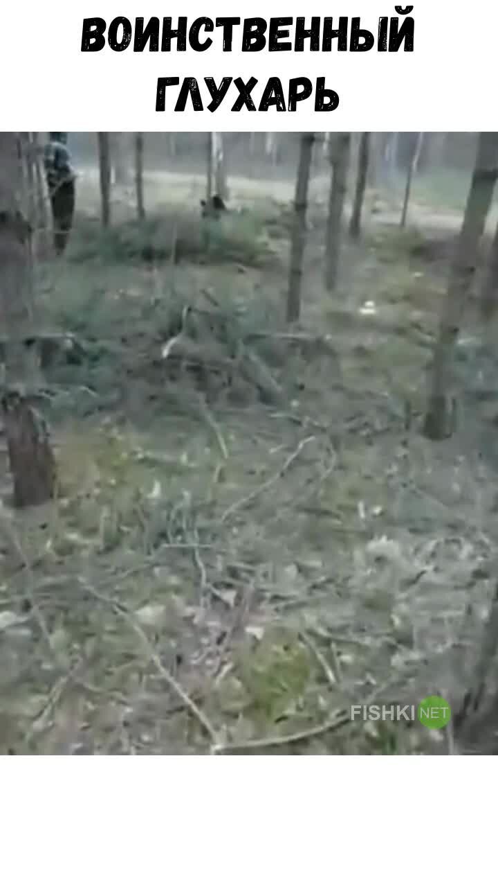 Встреча с воинственным глухарём в лесу