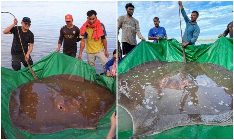 В Камбодже рыбаки вытащили из воды гигантского ската