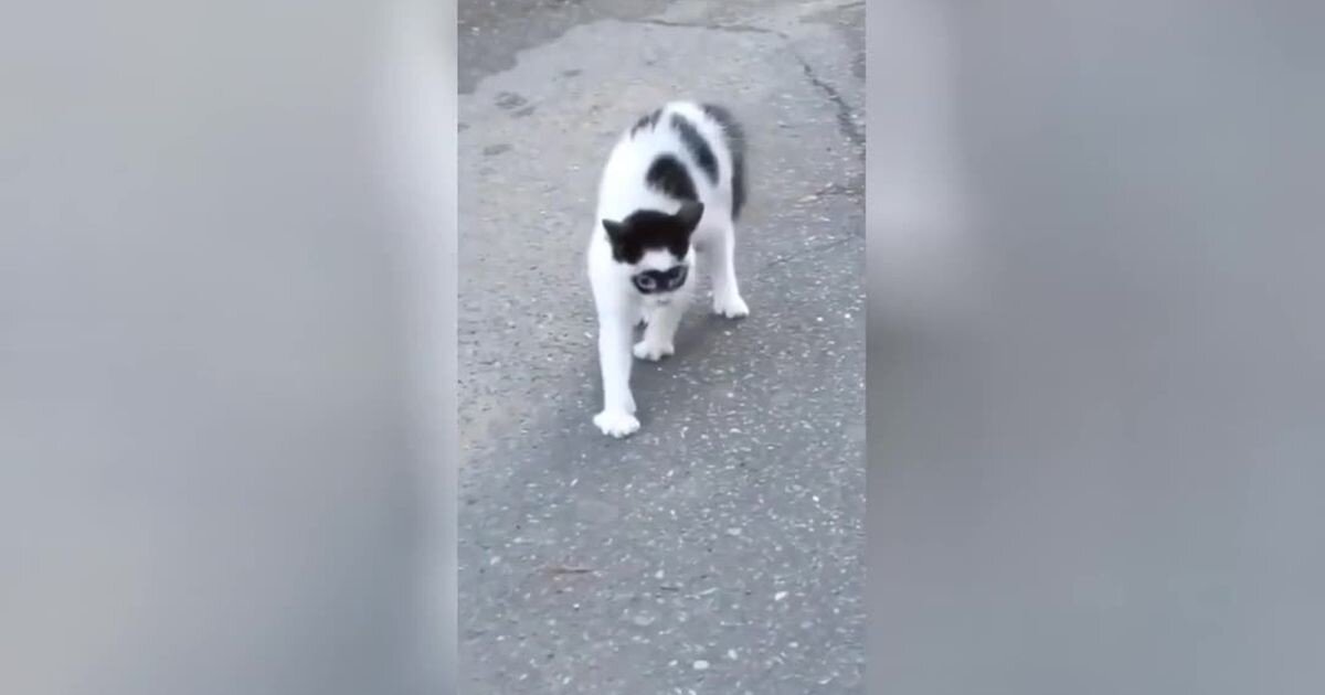 Необычный котик, похожий на Зорро