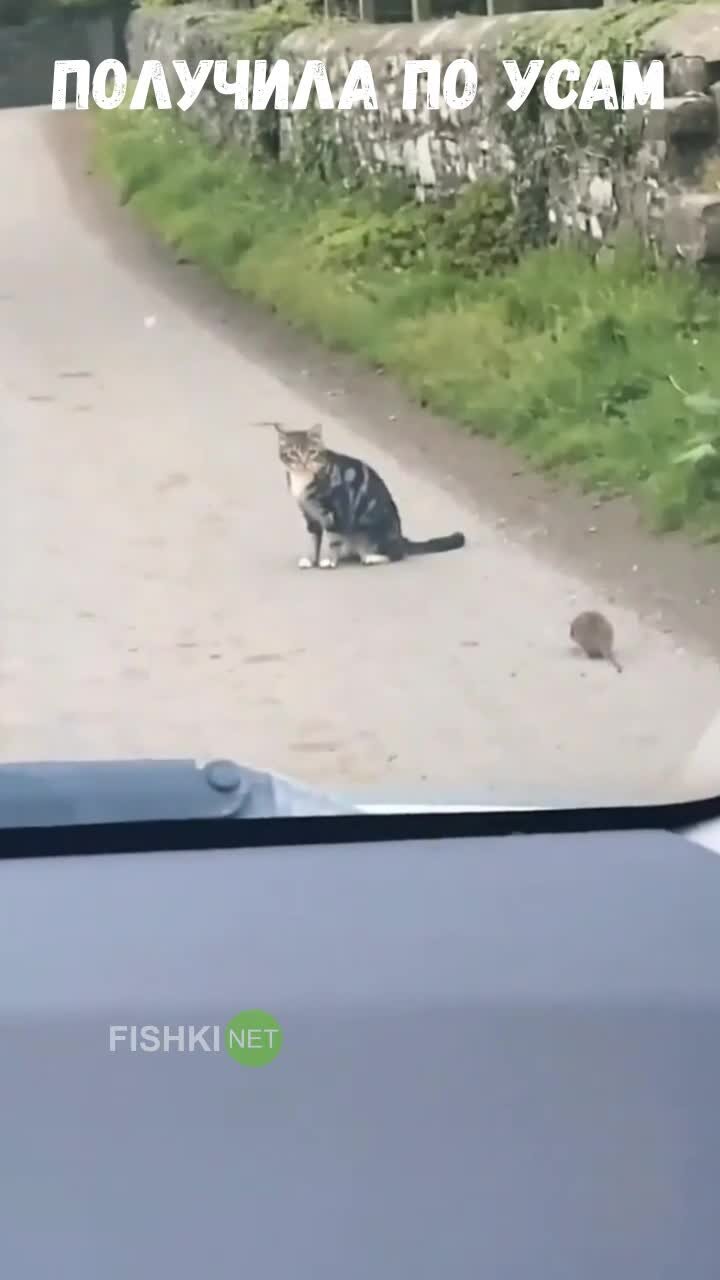 Крыса напала на кошку