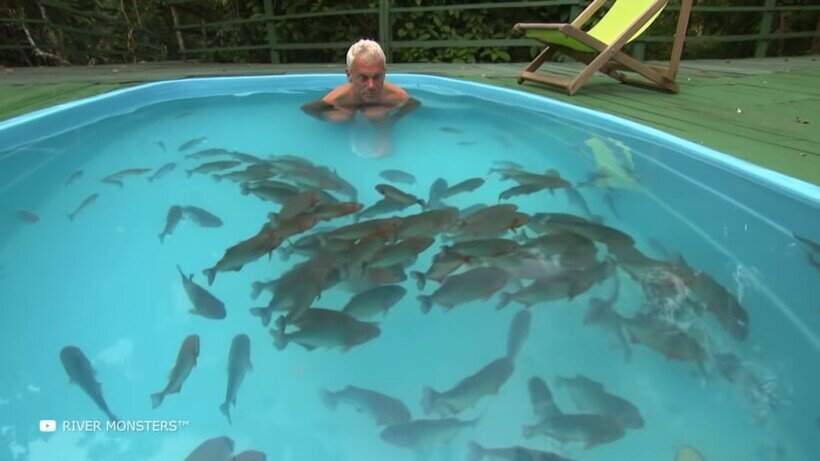 Что будет, если искупаться в одном бассейне с пираньями
