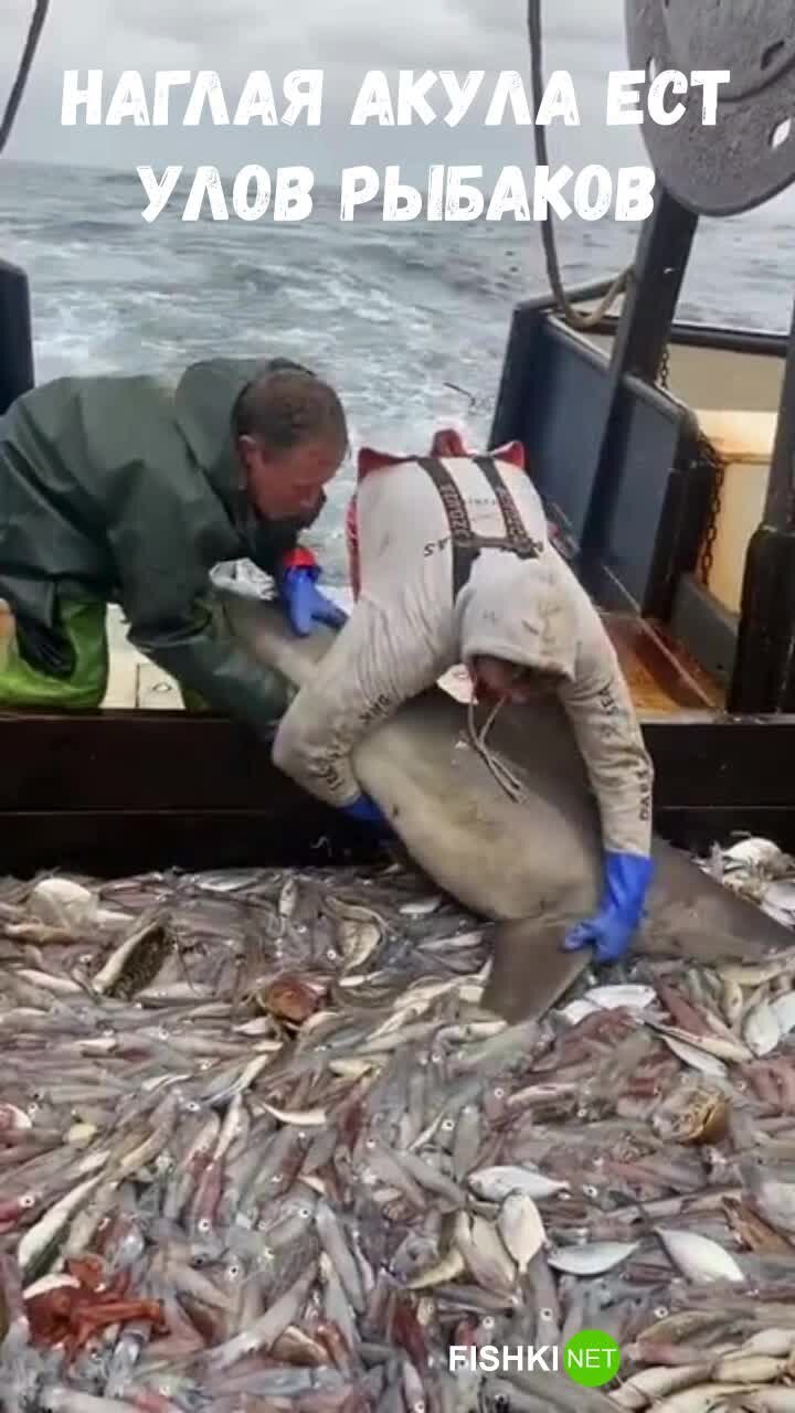 Держите меня семеро: акула ест улов рыбаков