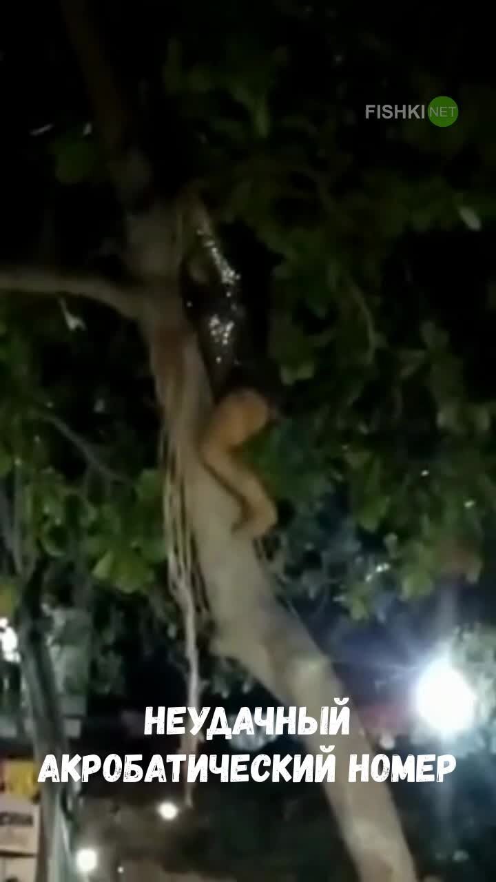  Неудачный акробатический номер на дереве
