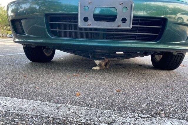Кошка застрял под капотом автомобиля