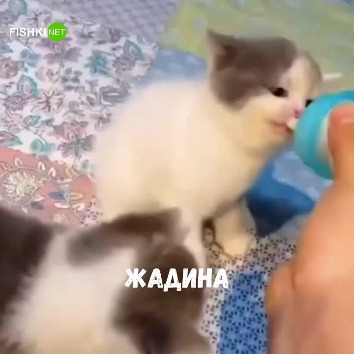 Маленький котенок не хочет делиться молоком с собратьями