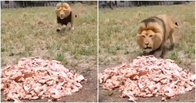 Жадина: забавная реакция льва на кучу мяса