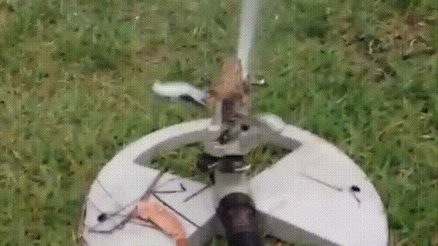 Новый садовник