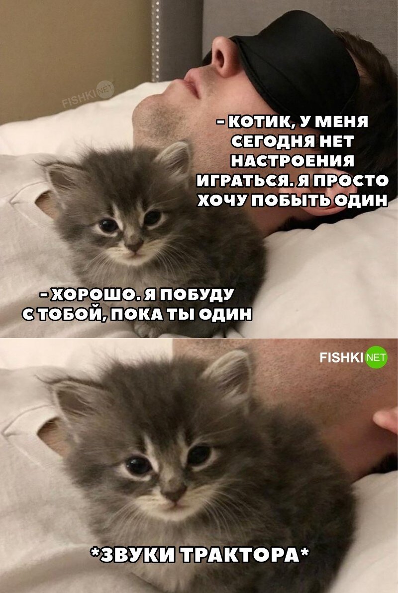 Типичный котик 