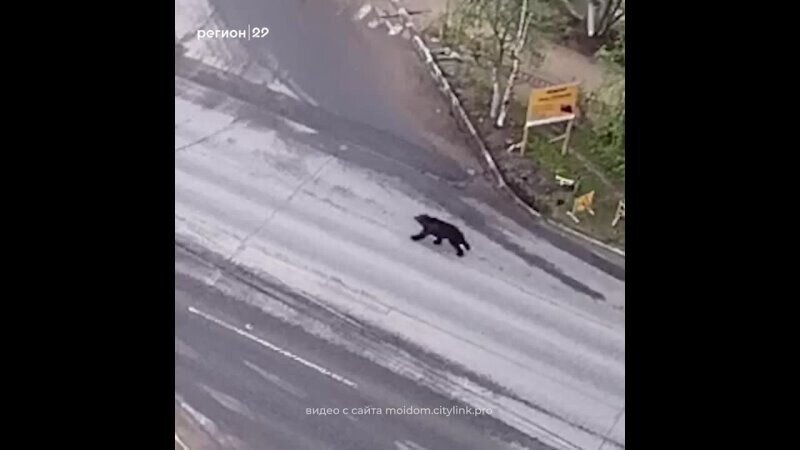 Как медведь побегал по улицам Северодвинска)
