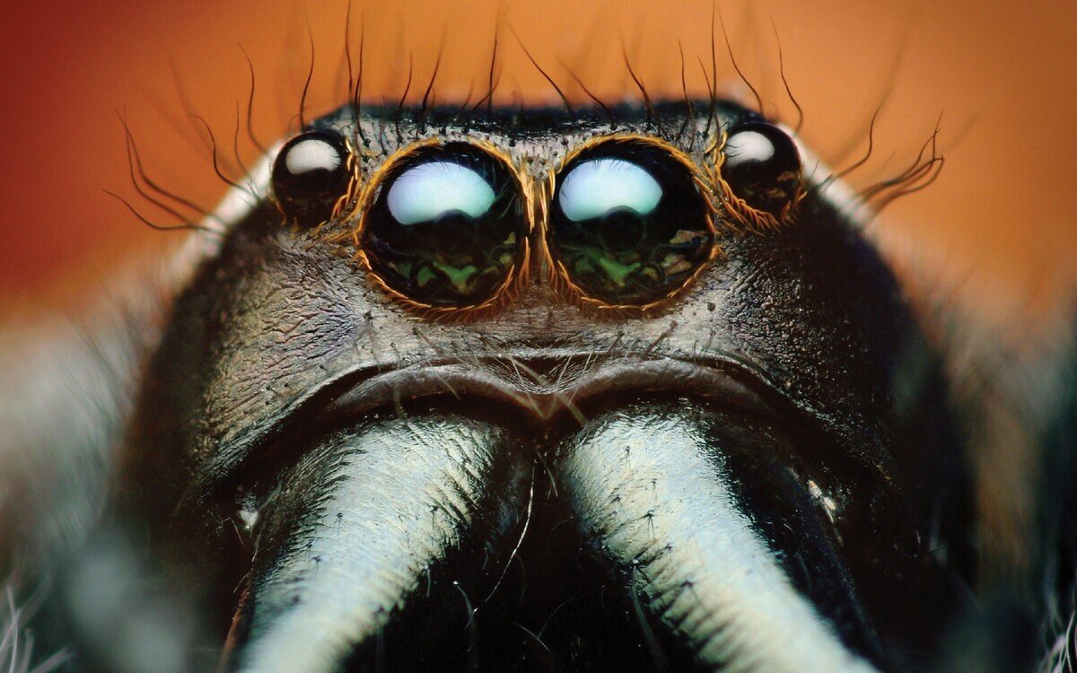 Багира киплинга: Единственный в мире травоядный паук и его бесконечное противостояние с муравьями