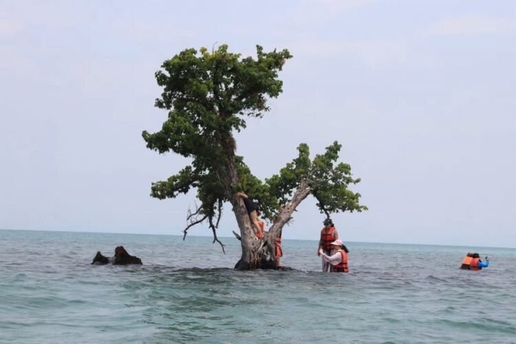 В&nbsp;Таиланде пытаются спасти слишком популярное дерево от любителей селфи