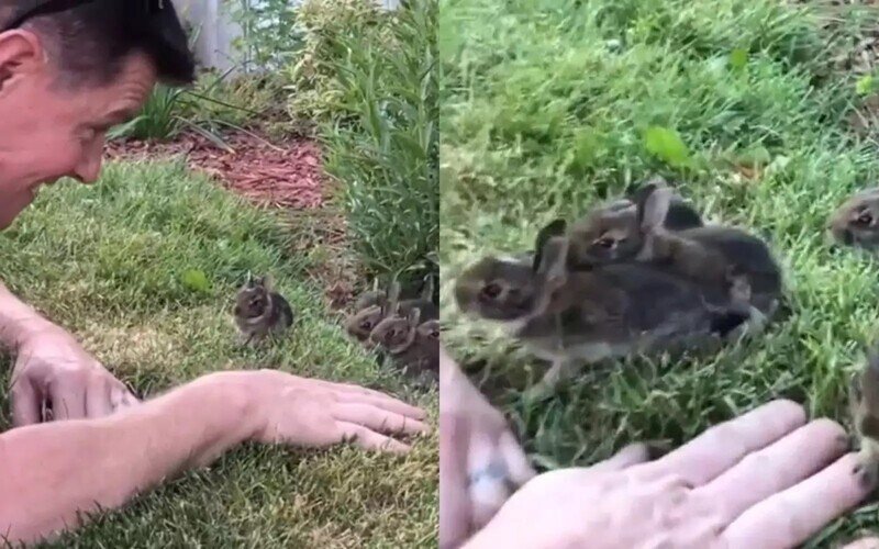 Счастье привалило: мужчина встретил в саду маленьких крольчат
