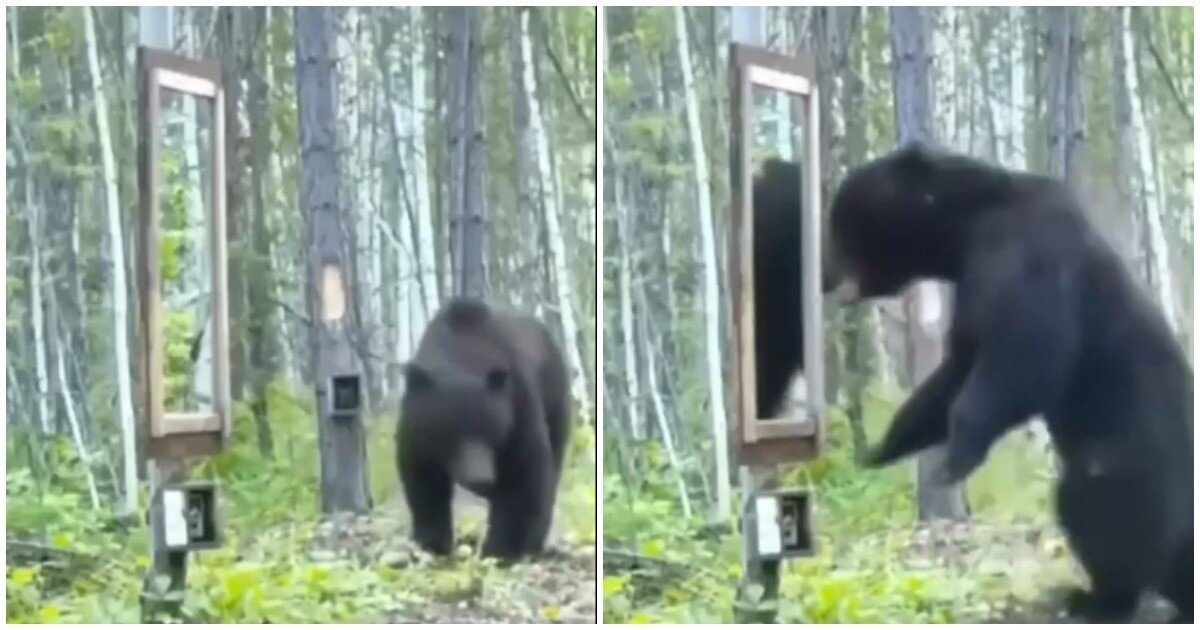 Как медведь сам себя победил
