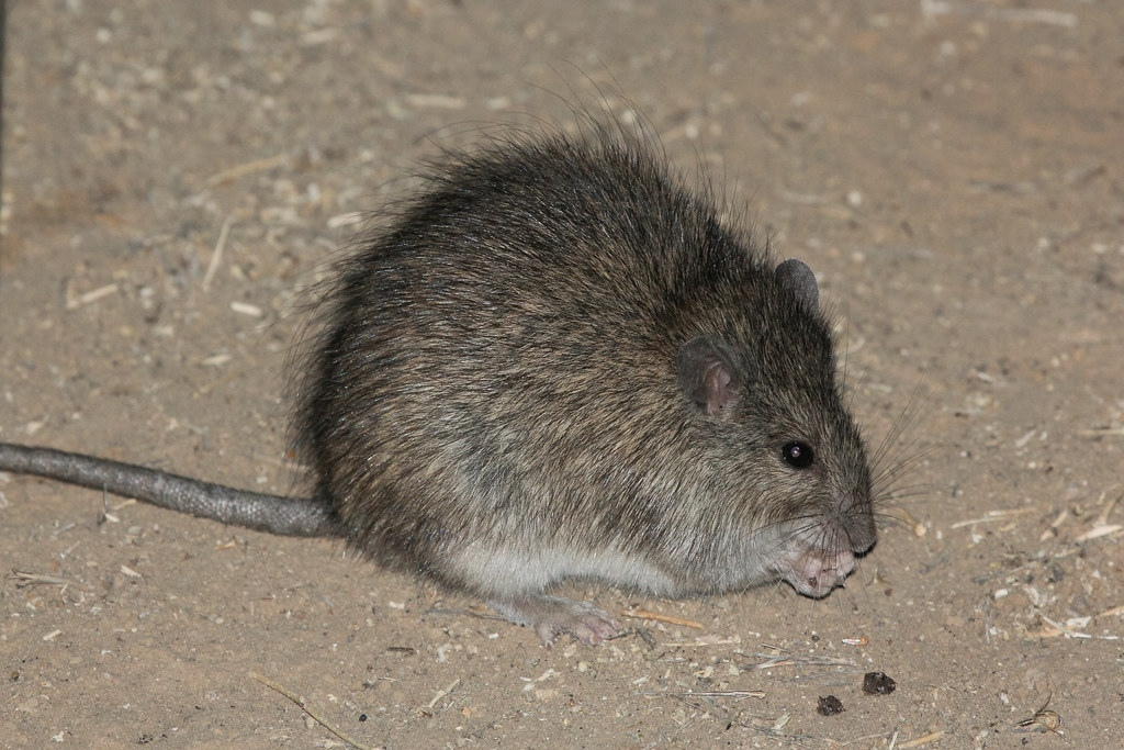 Длинноволосая крыса: Плодятся быстрее, чем кролики. В сезон дождей у них до 12 деток каждые 3 недели. Так начинается нашествие орды
