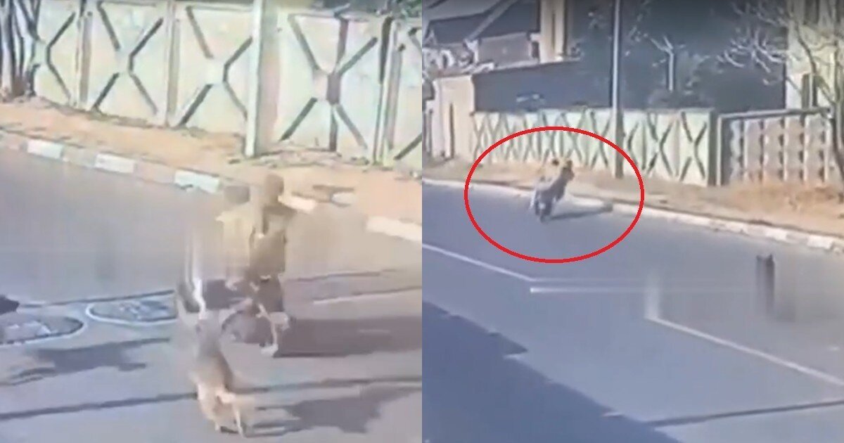 В Дагестане собаки вышли на дорогу и спровоцировали смертельное ДТП