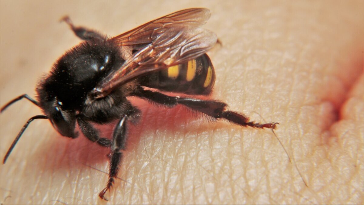 Четырёхполосные мелипоны: У этих пчёл нет жала, но зато в каждом улье на входе стоит злой и очень требовательный вышибала